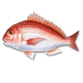 SAOIF　新鮮な魚
